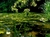 Chiase.wapsite.me 3D phongcanh 04
